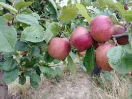142-20180823101508.webp