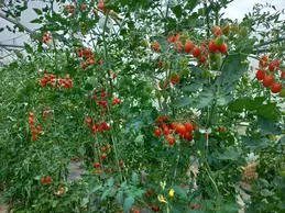 142-p20180814133438vhdrautohp.webp