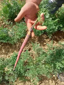 142-p20180814140533vhdrautohp.webp