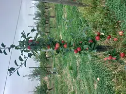 142-p20180823102521vhdrautohp.webp